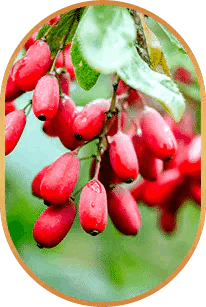 berberine