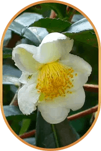 Camellia sinensis